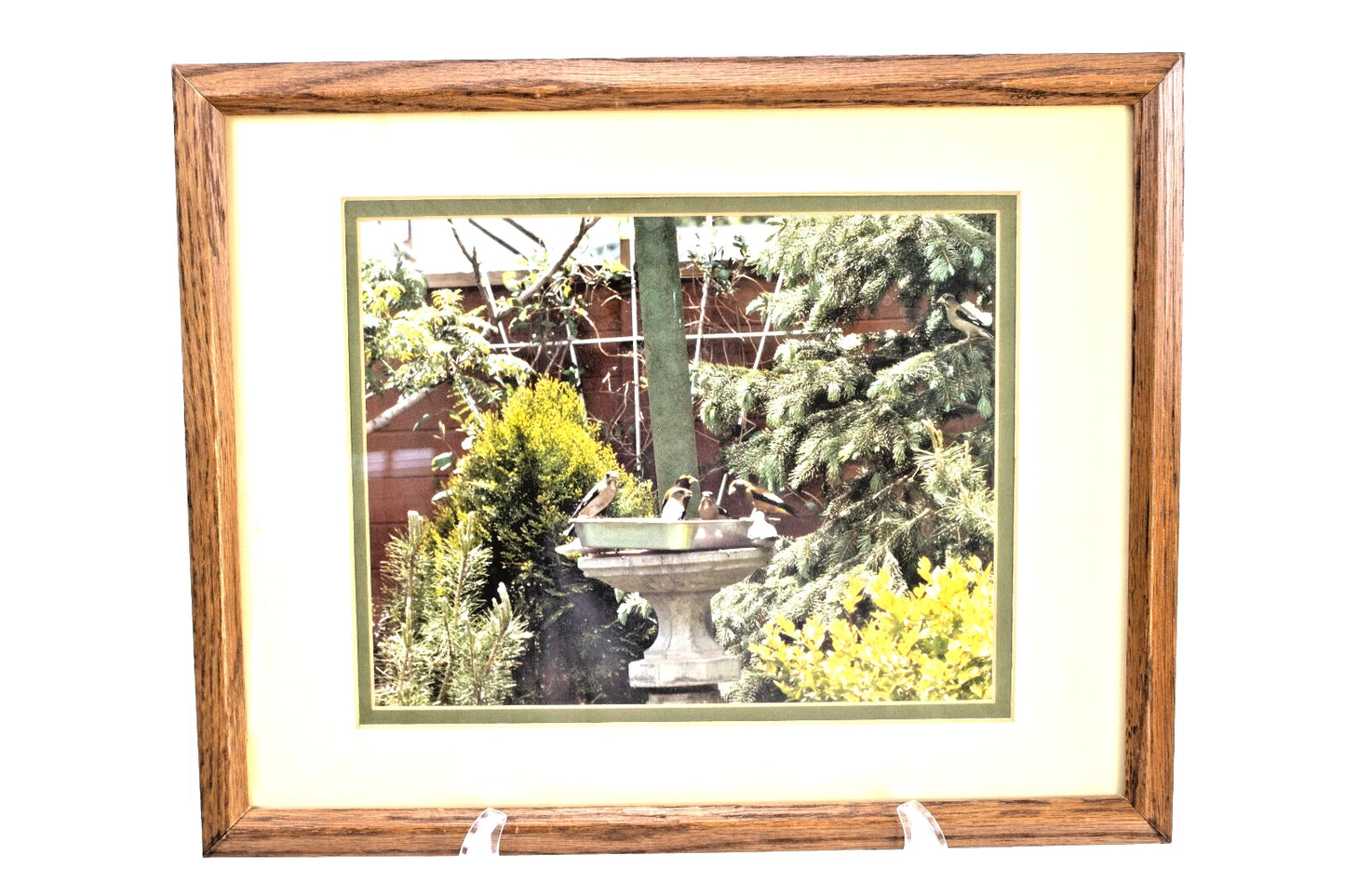 Pair of Framed Birdbath Garden Photos – Songbirds in Evergreen Setting – 1988 Ha