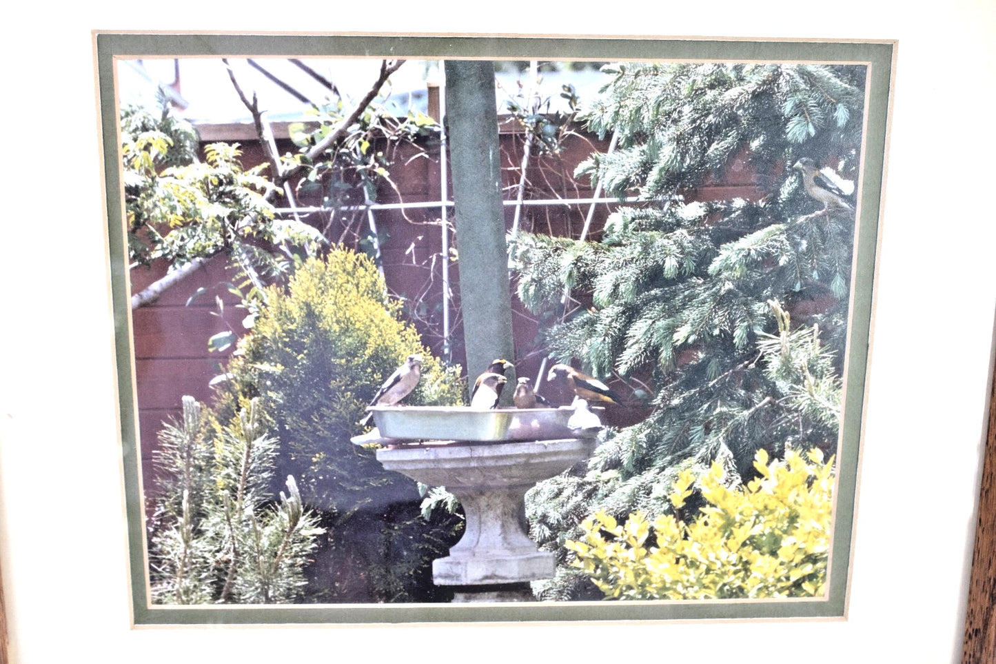 Pair of Framed Birdbath Garden Photos – Songbirds in Evergreen Setting – 1988 Ha