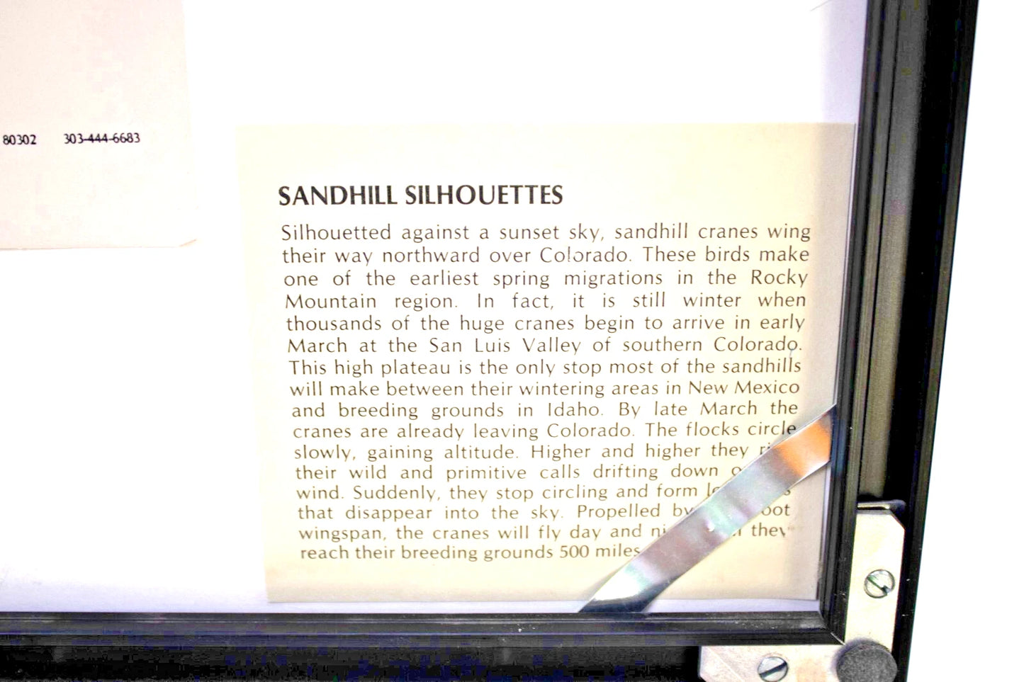 Sandhill Silhouettes by William Ervin – Framed Wildlife Photograph – Colorado