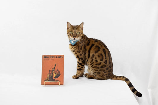 Big Fellow by Dorothy W. Baruch - Special Edition