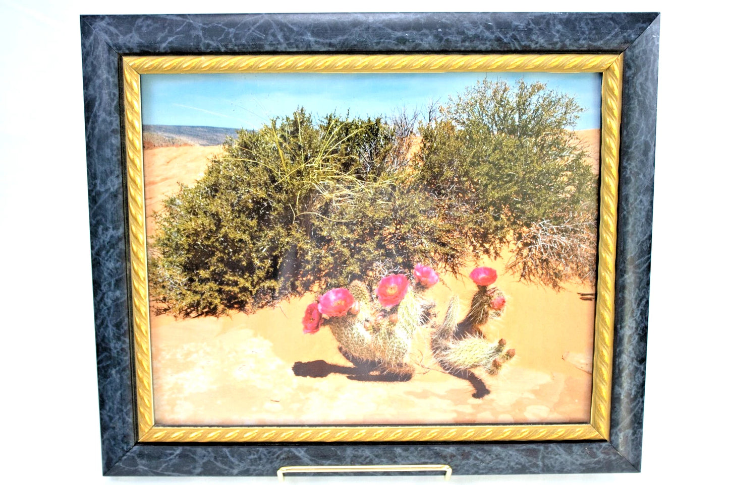 Vintage Framed Cactus Photo – Pink Prickly Pear Bloom – Southwest Desert Scene
