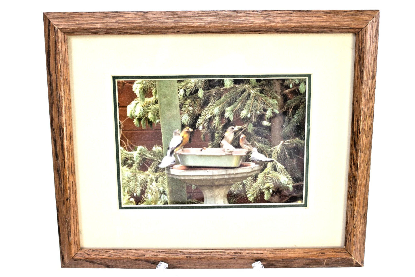 Pair of Framed Birdbath Garden Photos – Songbirds in Evergreen Setting – 1988 Ha